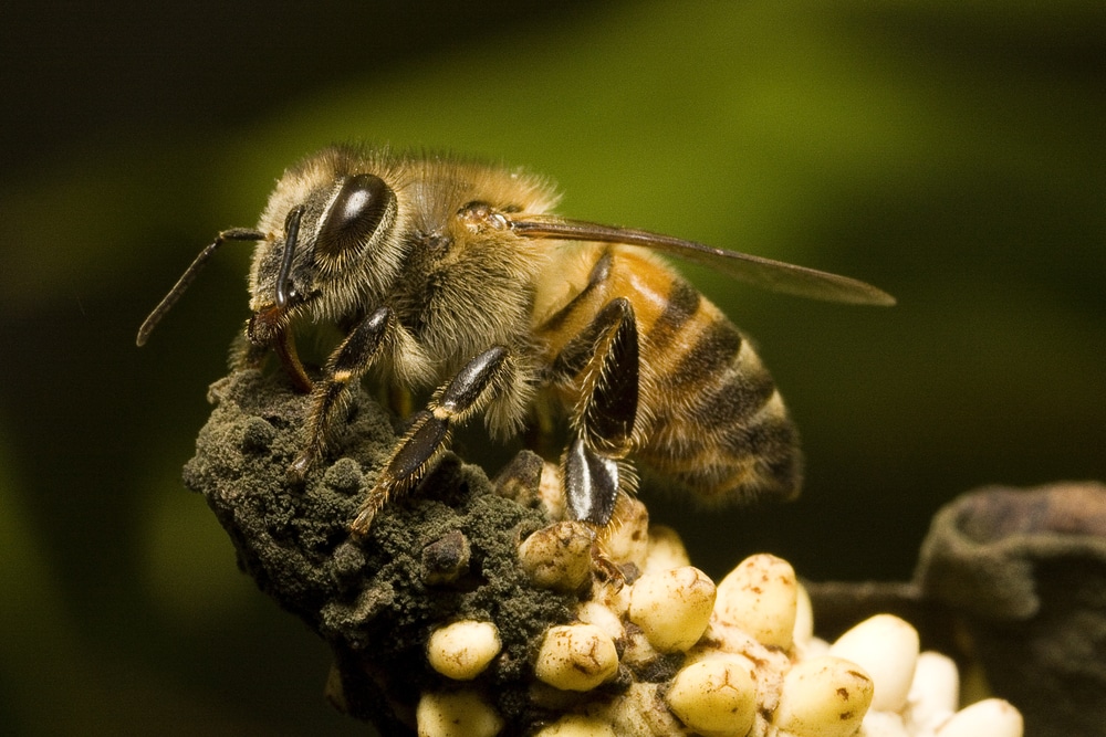 Killer Bee (Apis mellifera scutellata Lepeletier)
