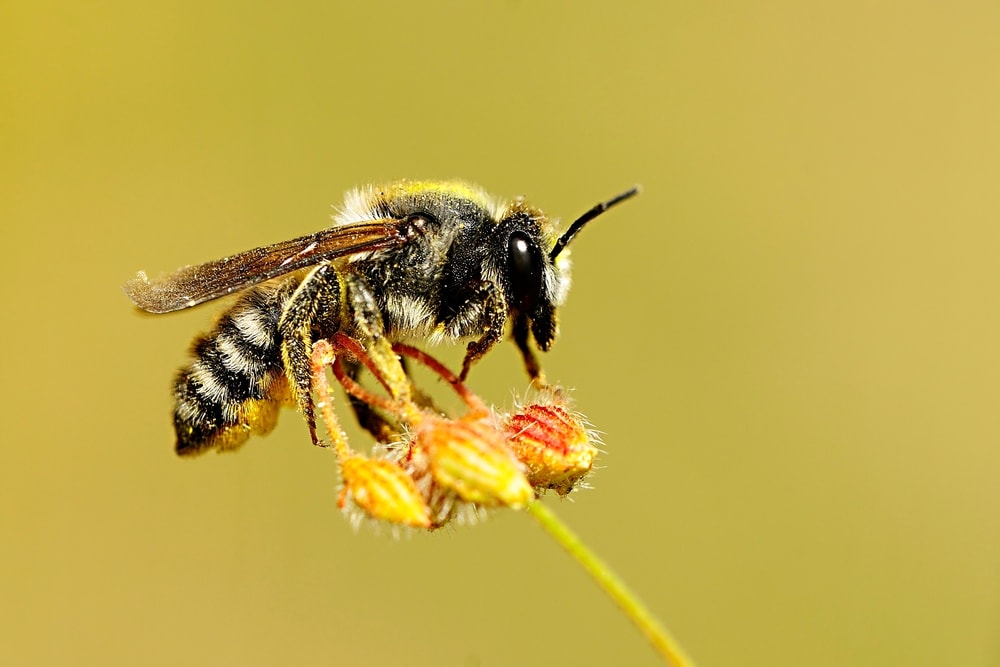 Leafcutter Bee (Megachilidae)