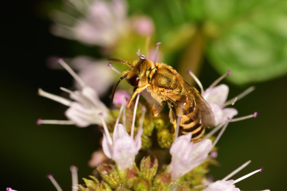 Plasterer Bee (Colletidae)
