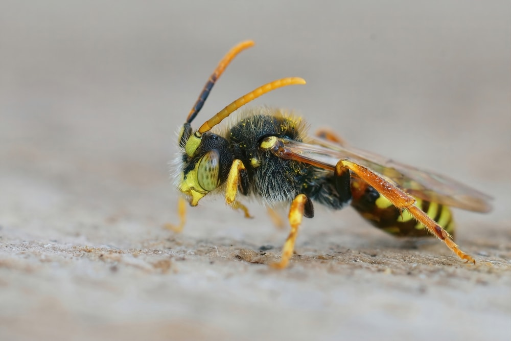 Nomad Bee (Nomada)
