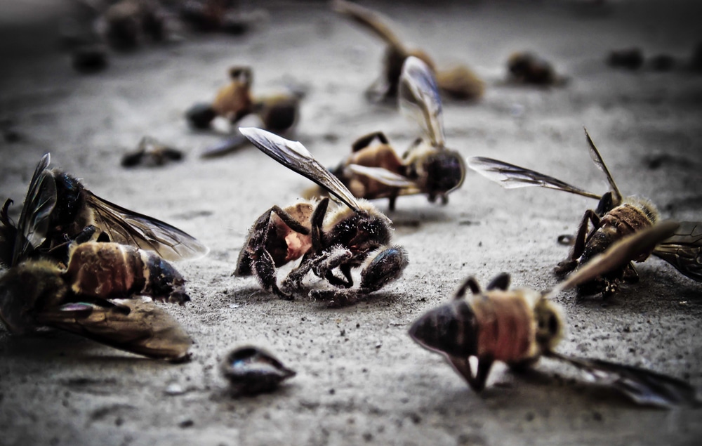 Dead bees on the ground