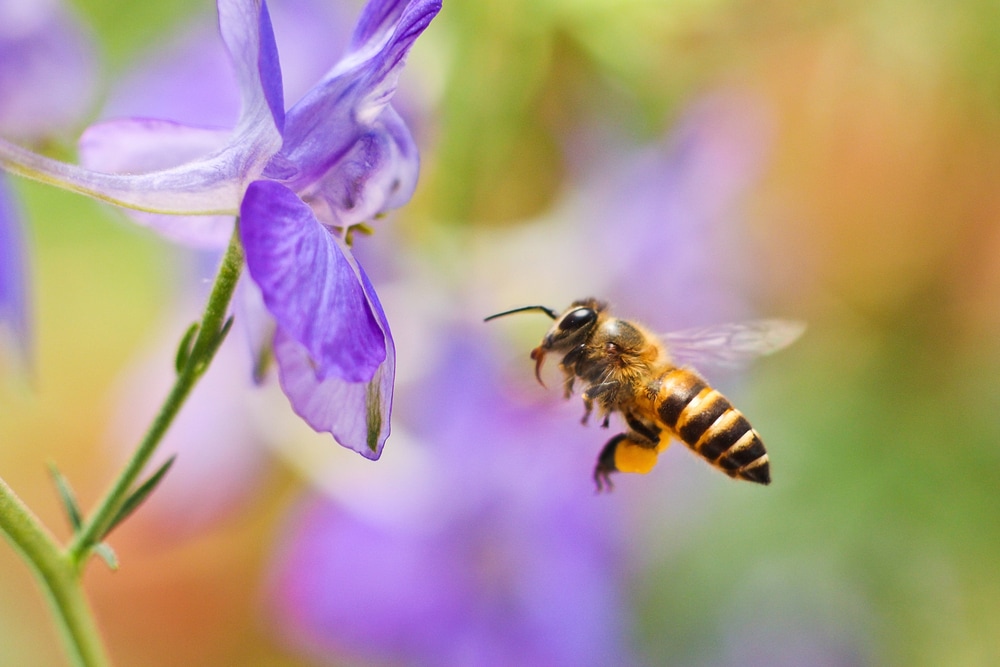 Bee flying towards a violet flower
