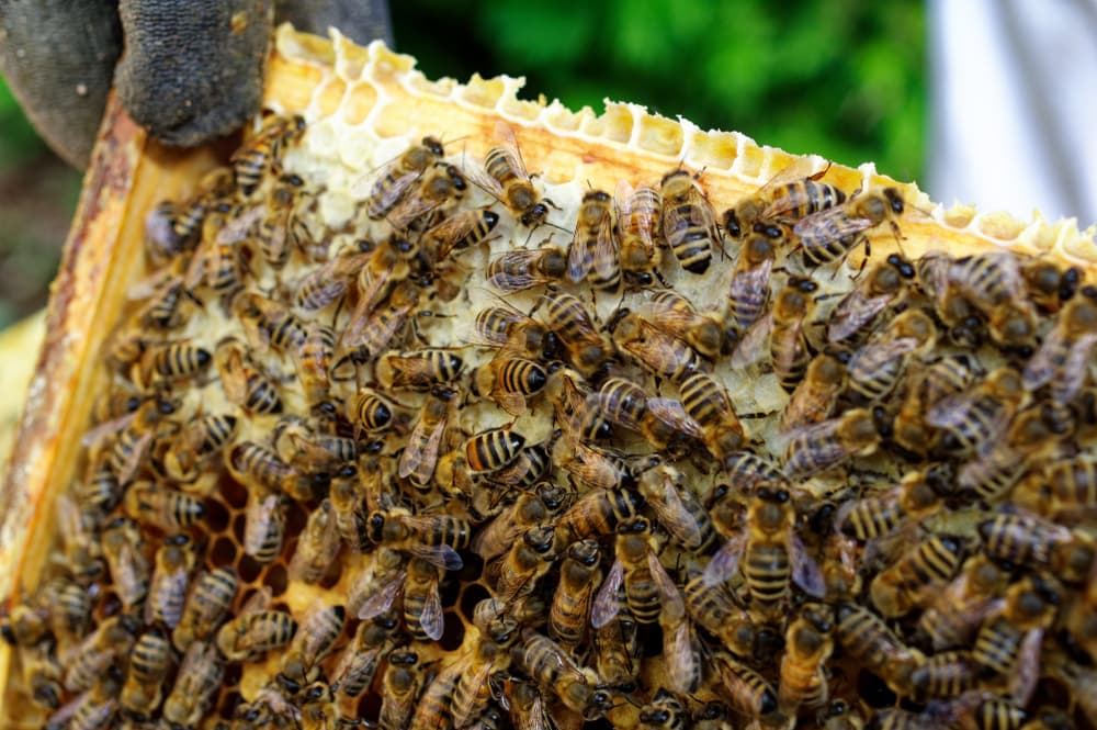 Swarms of bees on a honey