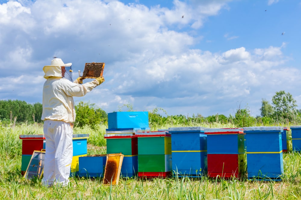 Bee keeper checking out on his bees in field