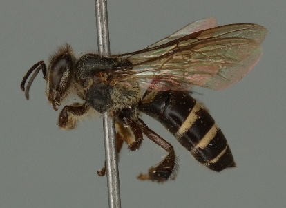 Black Dwarf Honey Bee (Apis andreniformis)