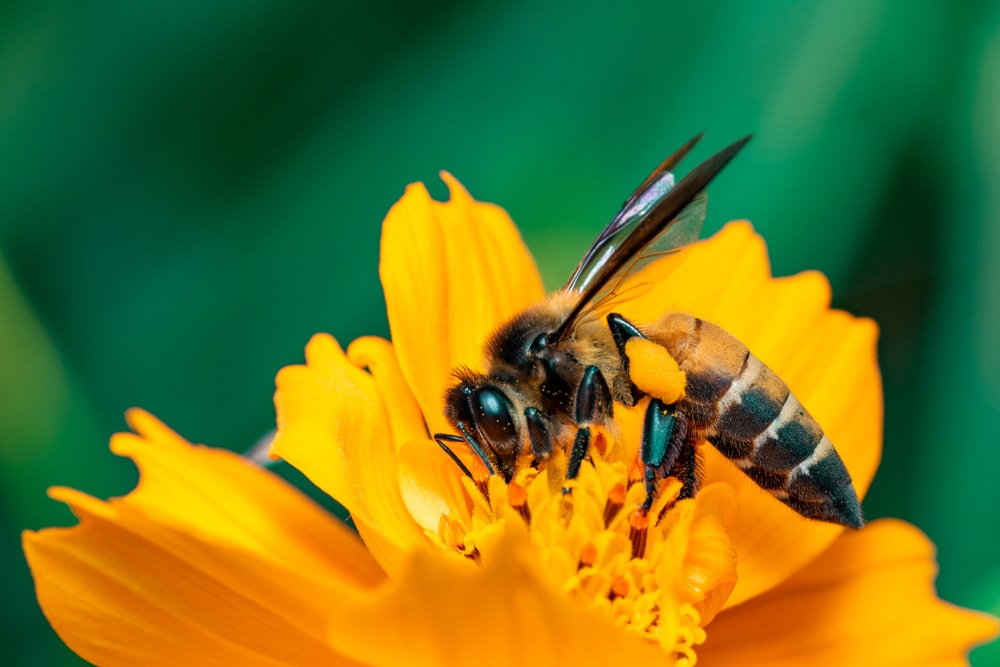 Giant Honeybee (Apis dorsata)