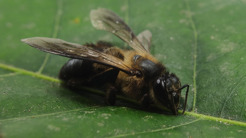 Philippine Honeybee (Apis nigrocincta)