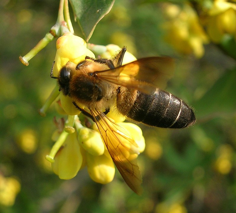 Rock Honeybee (Apis laboriosa)