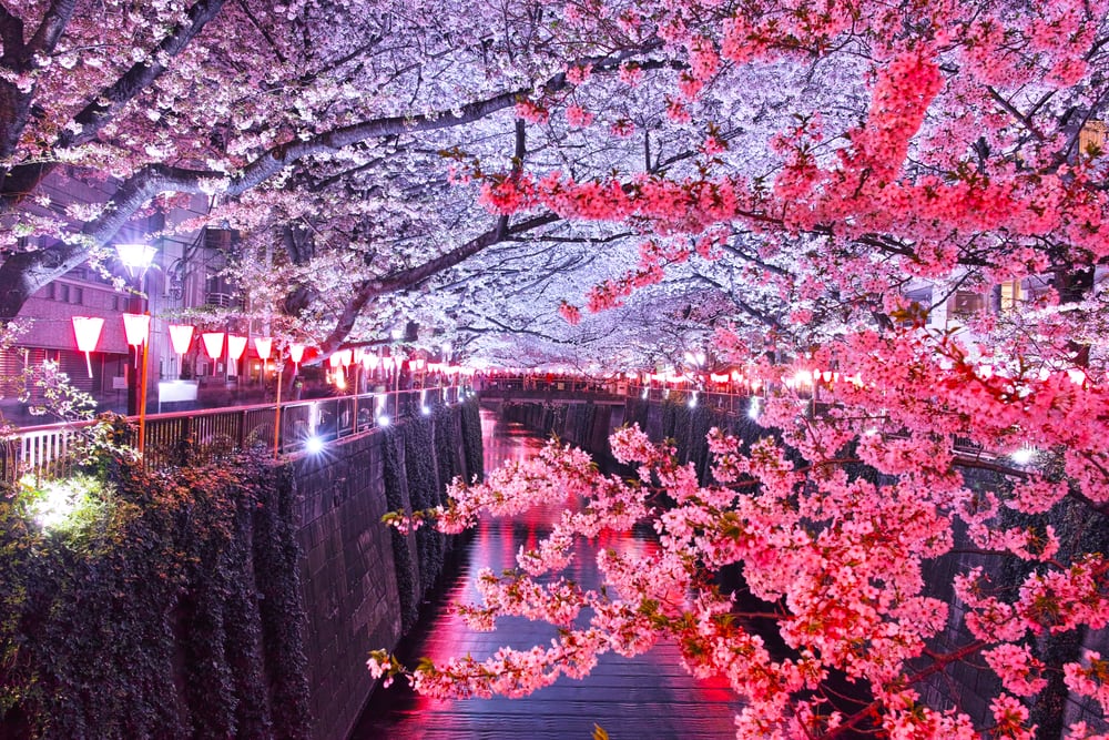 Cherry blossom lit up at night