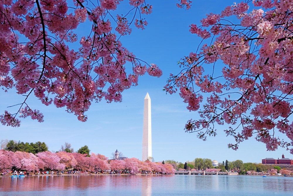 Washington DC Lake Monument with cherry blossoms in its path