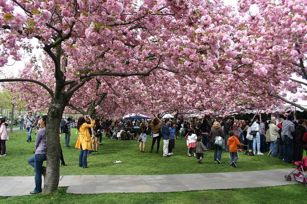 Sakura Matsuri Cherry Blossom Festival at Brooklyn, New York