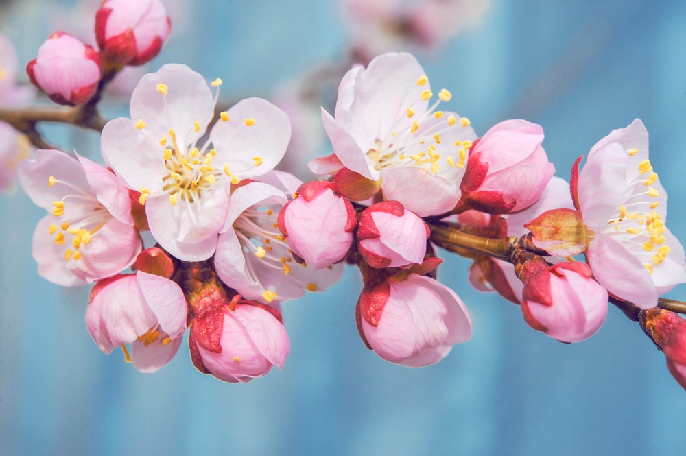 Close up photo of blossoming fruit cherry tree flower