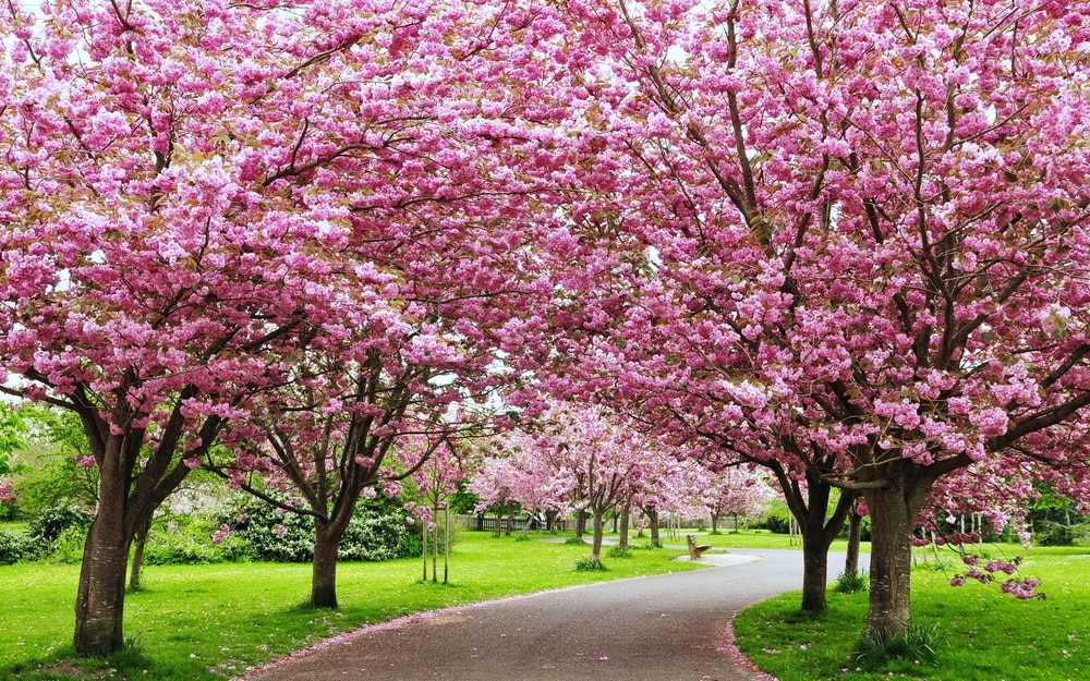 Cherry trees in a pathway
