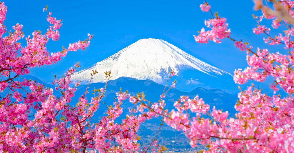 Pink cherry blossoms with mount fuji in the background