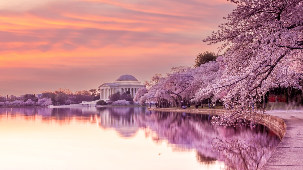 View of a museum with cherry blossoms along its way
