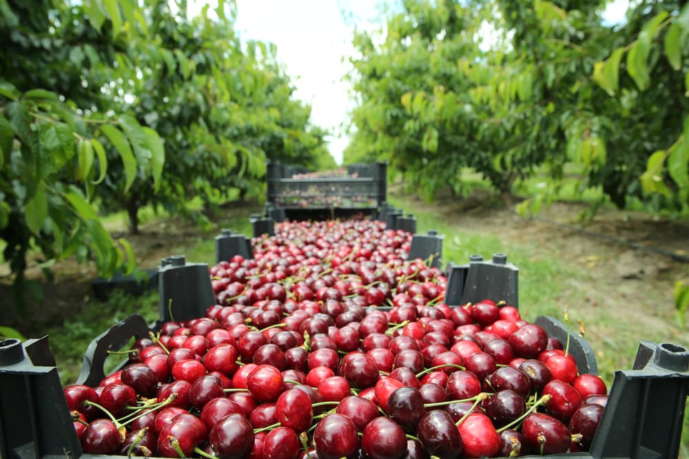 Truck of cherries driving on its cherry farm