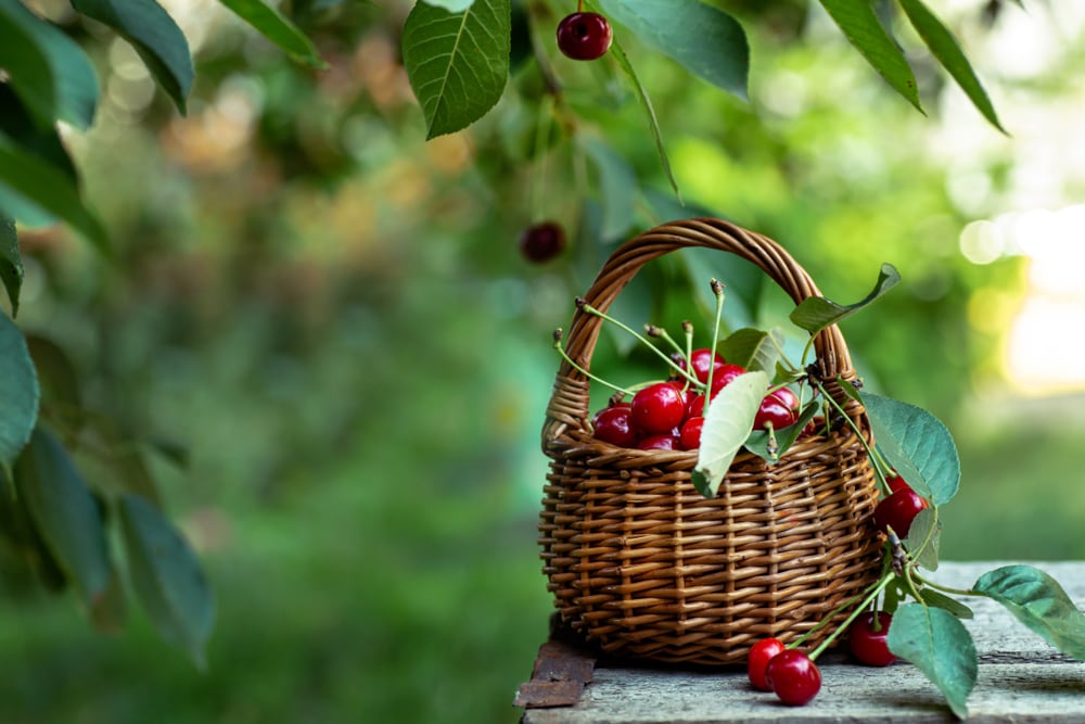 Fruit of cherries in a wooden basket