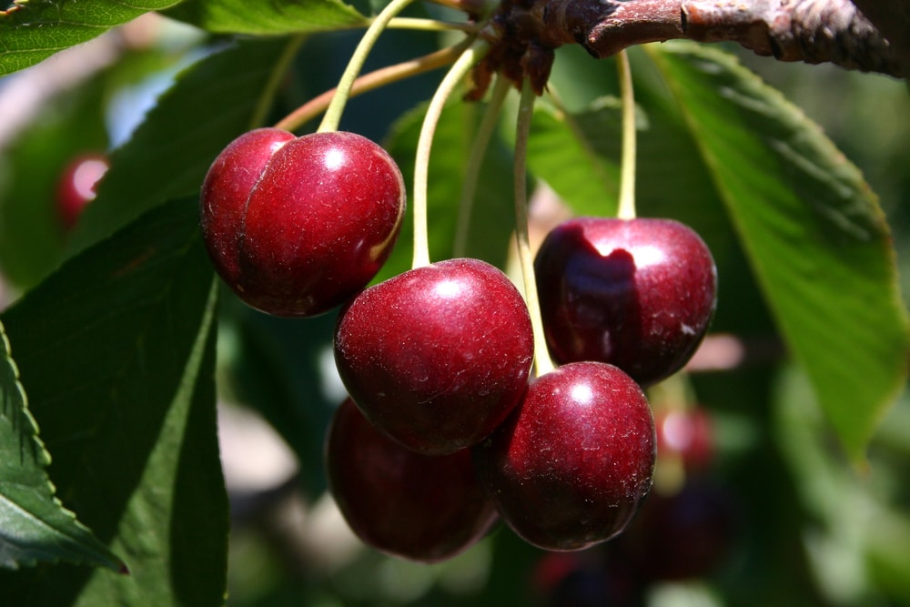 Close up photo of red ripe cherries