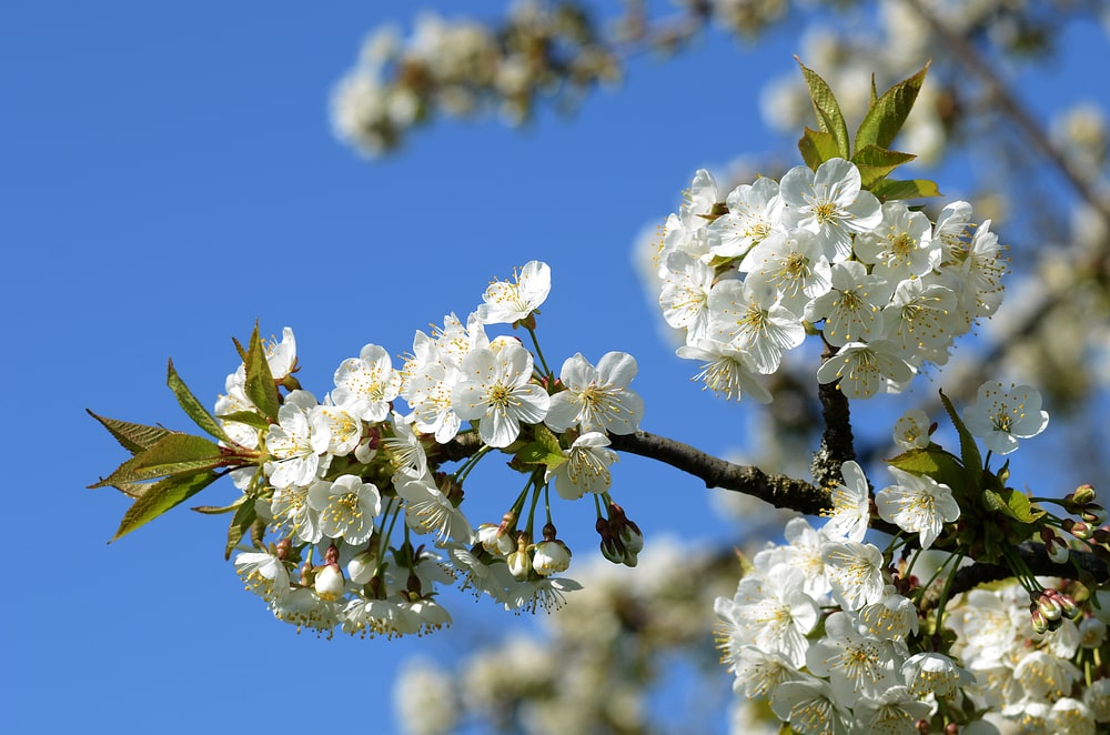 Bing cherry tree flowers for fruits