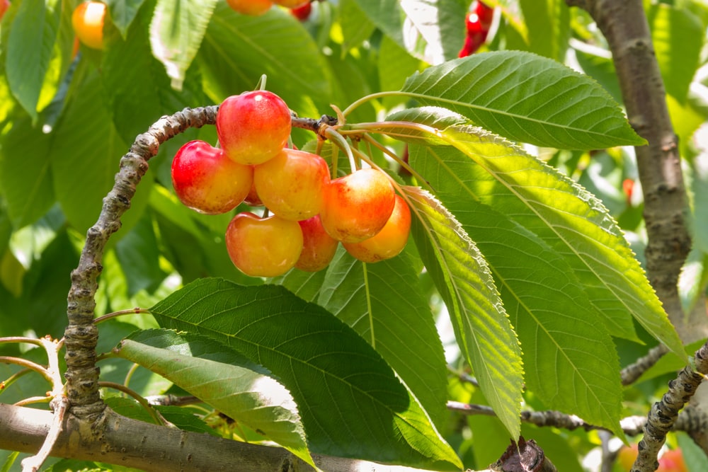Rainier (Prunus avium, ‘Rainier’), one of fruits of cherry trees