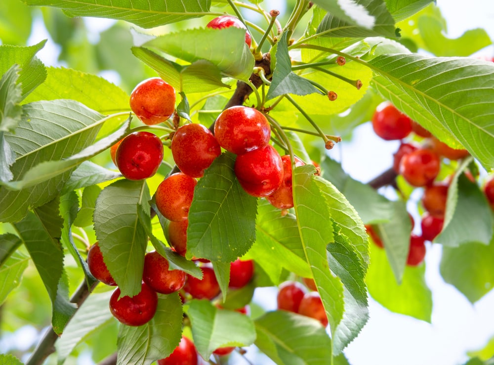 Lapins Cherry tree (Prunus avium, ‘Lapins’)