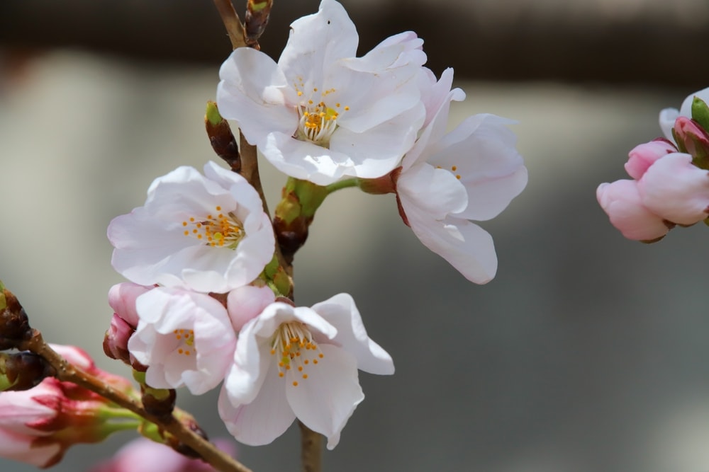 Yoshino (Prunus x yedoensis) from a cherry tree