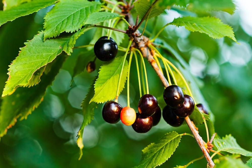 hanging fruits of black cherry tree (Prunus serotina)