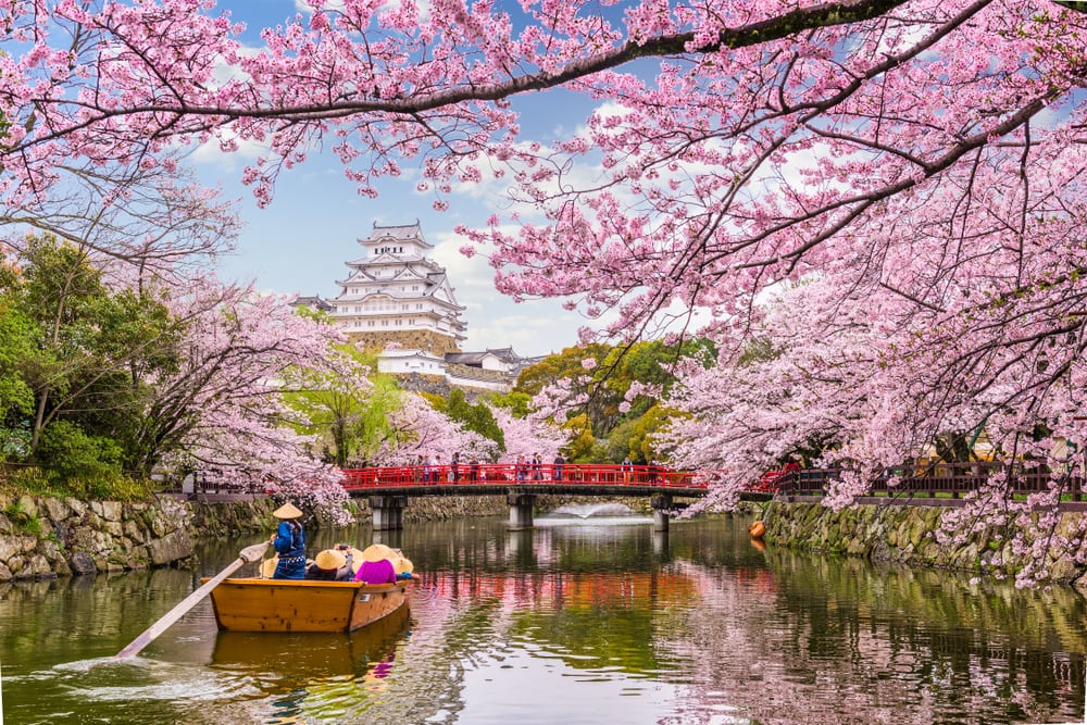 Tourist rowing on a boat in a river with cherry blossoms on its way