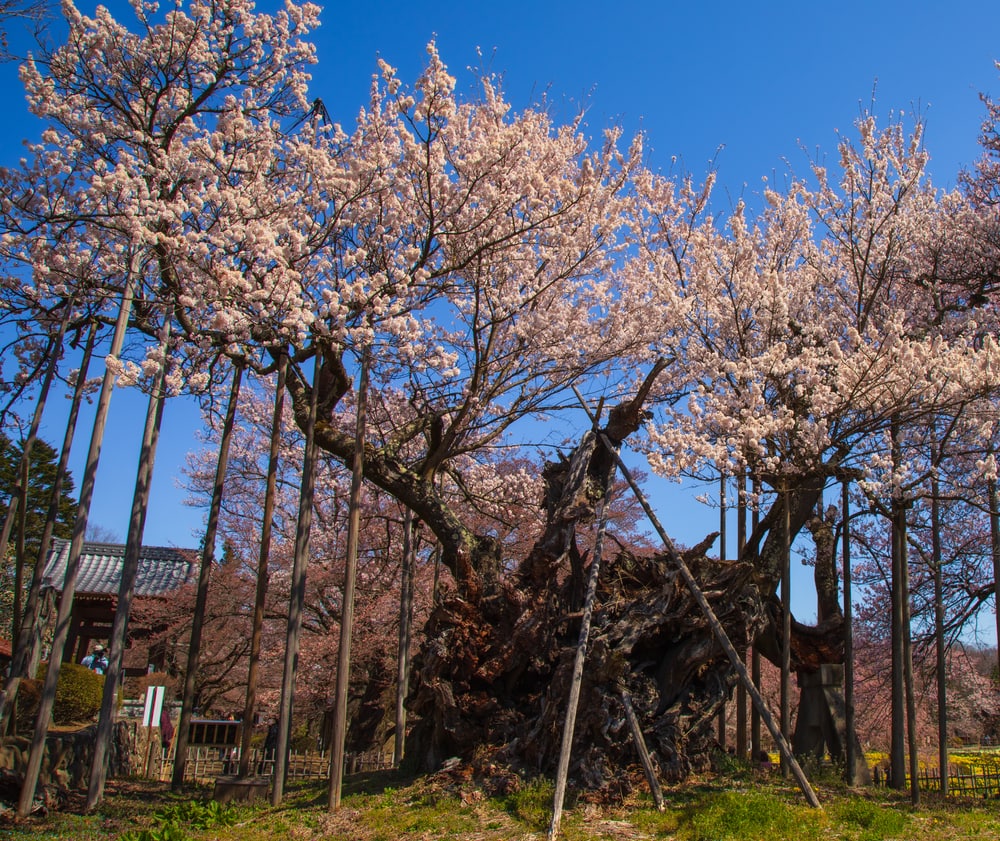 Sakura trees with decaying wood in the middle