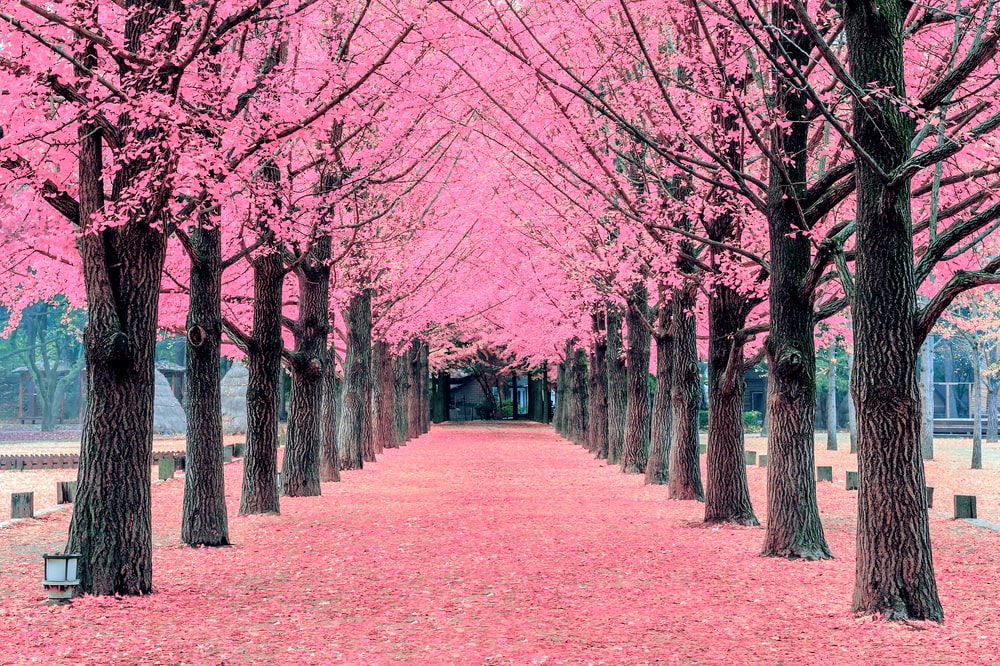 Cherry trees with falling leaves on its pathway