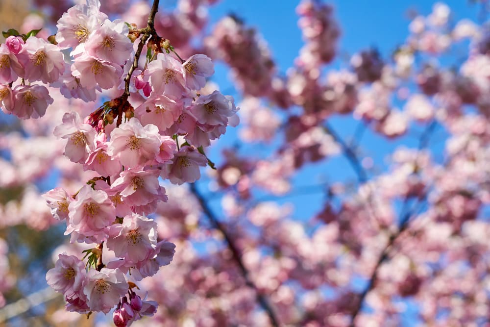 Close up photo of cherry tree petals