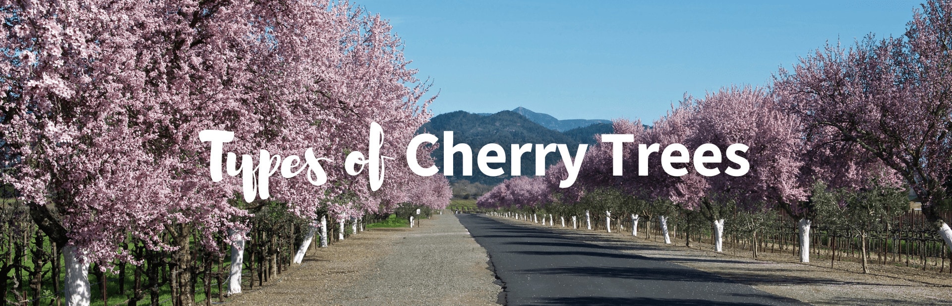 15+ Different Types of Cherry Trees (Chart, Pictures and Facts)