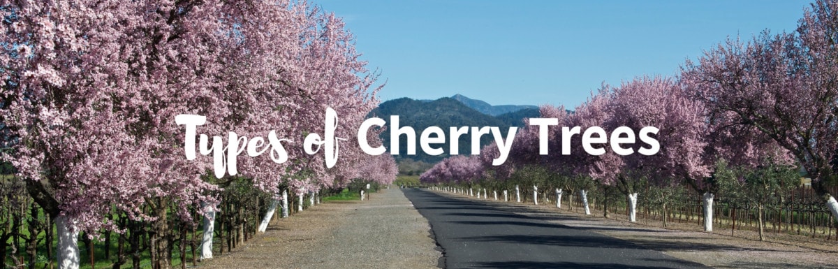 Types of cherry trees featured photo