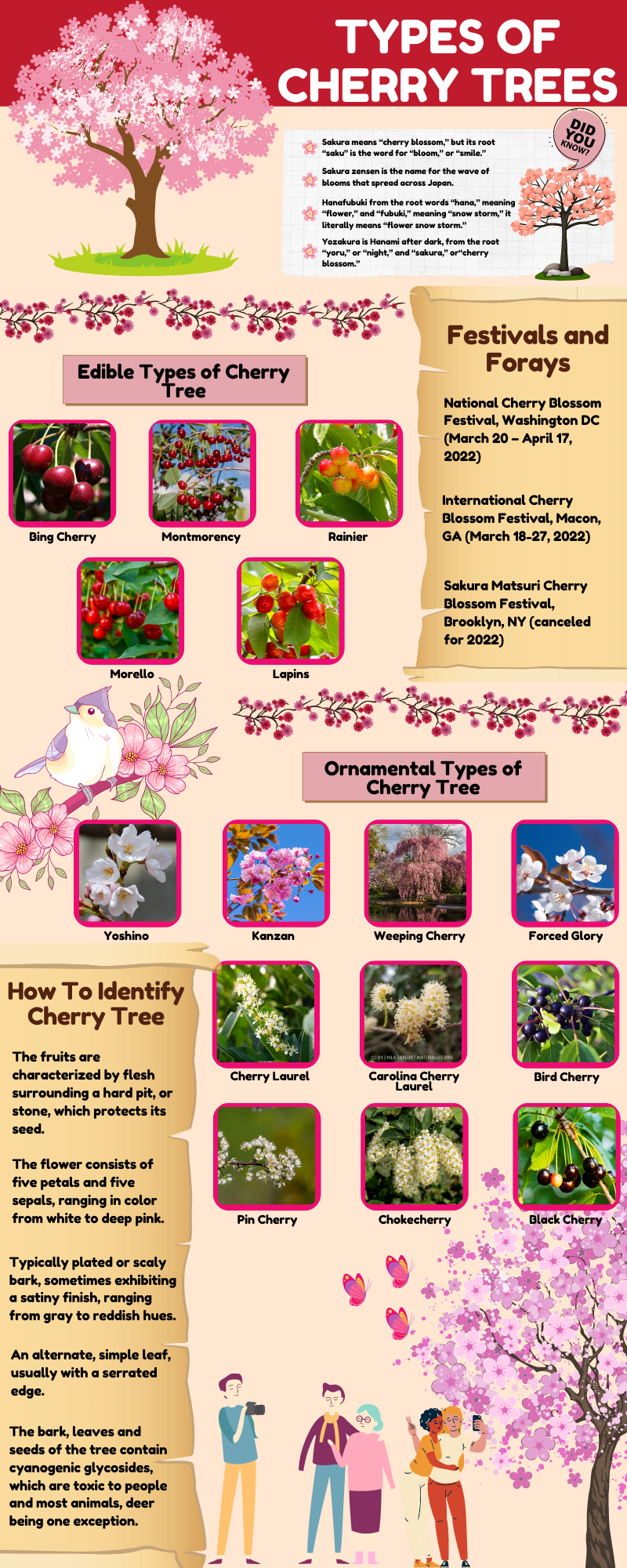 Types of cherry trees chart and infographic with the different species and types of both ornamental and edible cherry trees