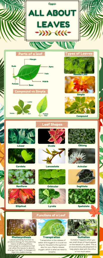 Complete Guide To Different Types of Leaves with Pictures and Leaf Names