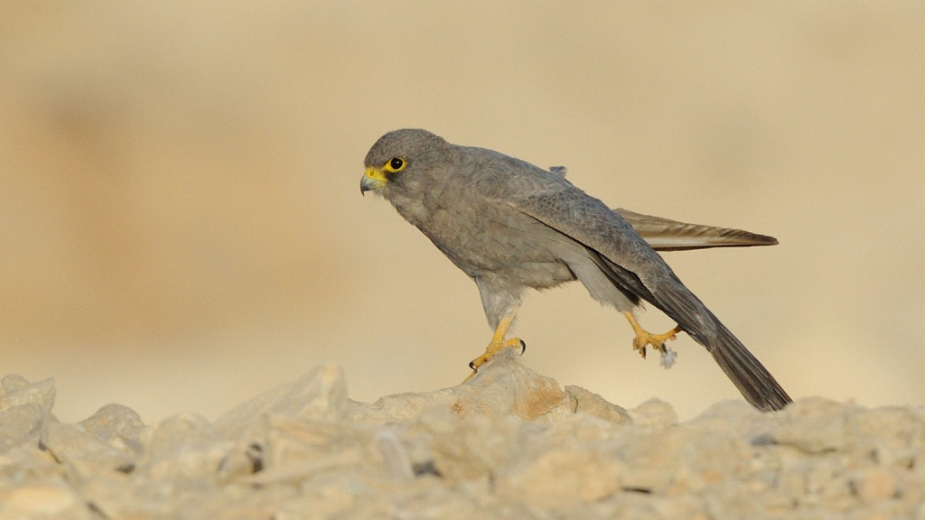 sooty falcon or falco concolor walking on the ground