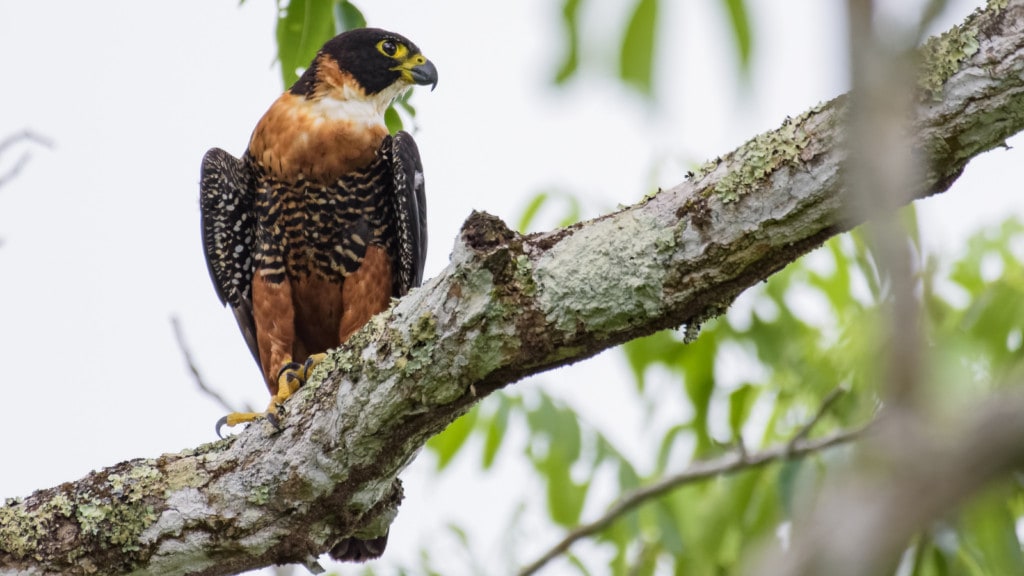 orange-breasted falcon species or Falco deiroleucus on a tree branch