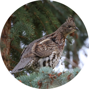 a ruffed grouse on its habitat in a pine tree