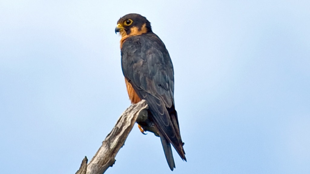 African hobby falcon species or Falco cuvierii perched on a dead tree branch