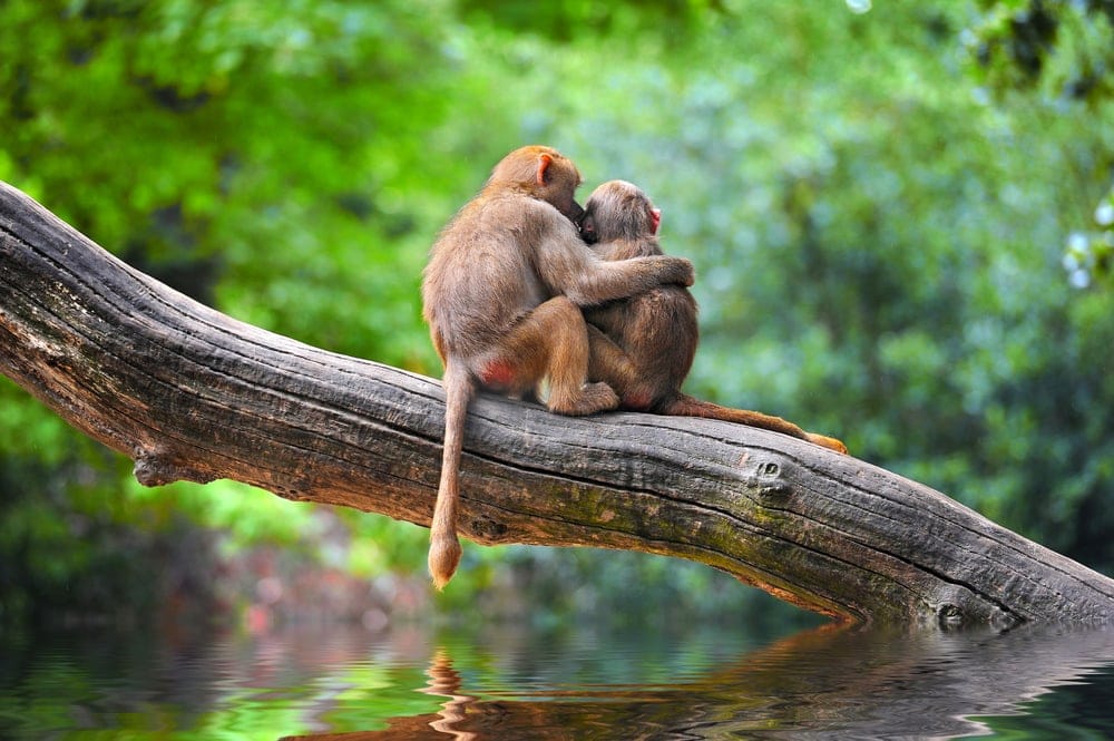 Two monkeys hugging each other on a branch