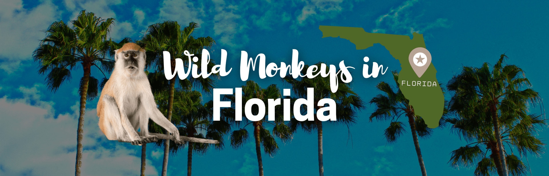 Wild Monkeys in Florida: All About Them and How They Got There