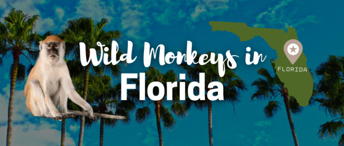 Wild monkeys in florida featured-photo