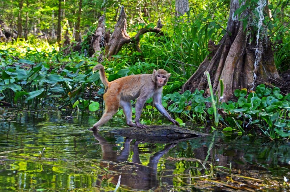 Monkey walking on Florida river
