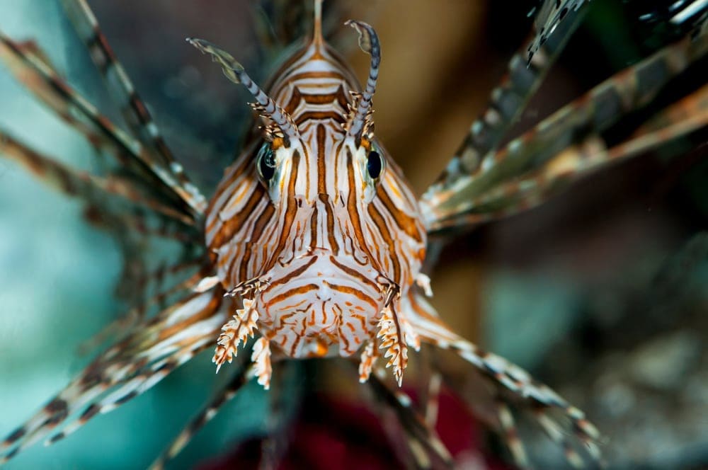 Close up photo of lionfish in Florida