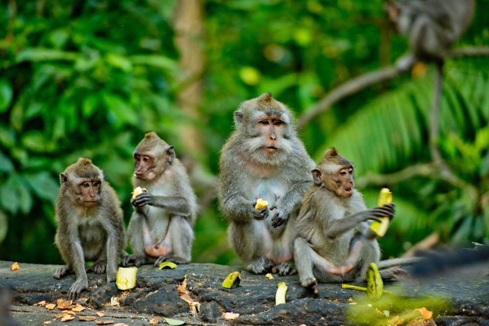 Four wild monkeys eating banana 