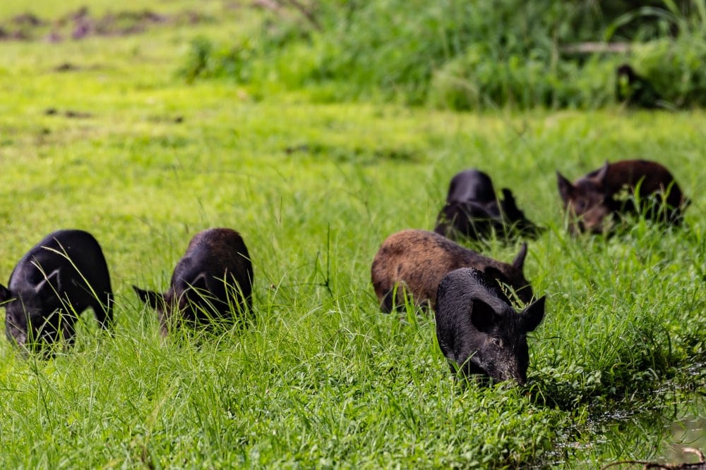 Wild boars roaming on Florida fields