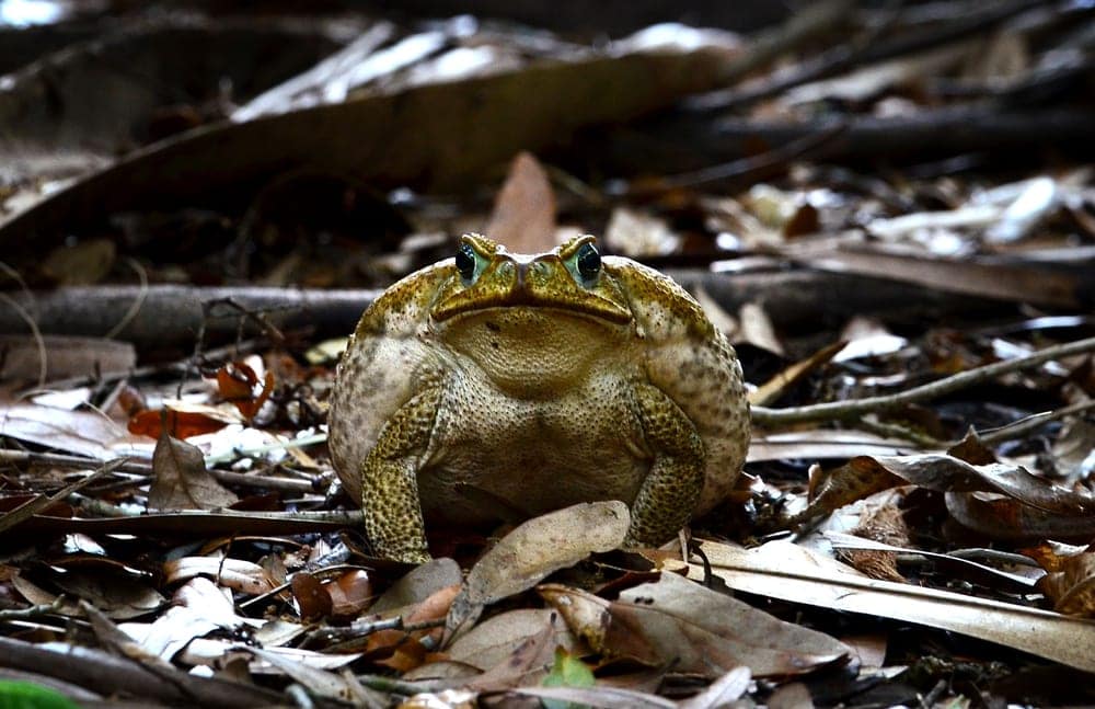 Large cane toad in Florida
