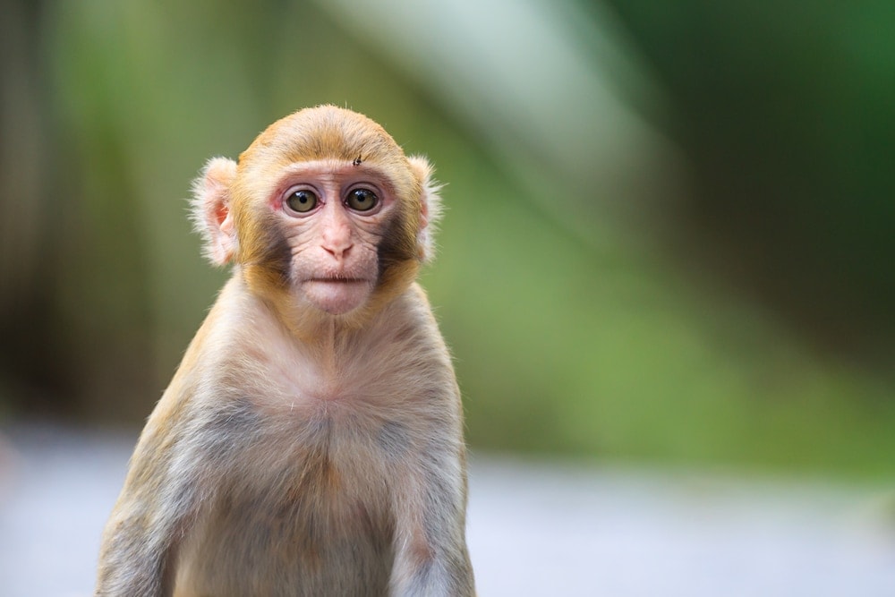 Florida Rhesus Macaques staring at the camera