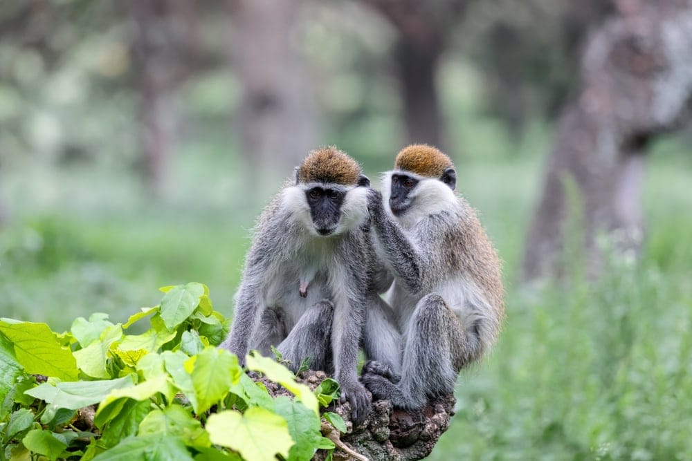 Vervet Monkeys touching each other in the forest of Florida