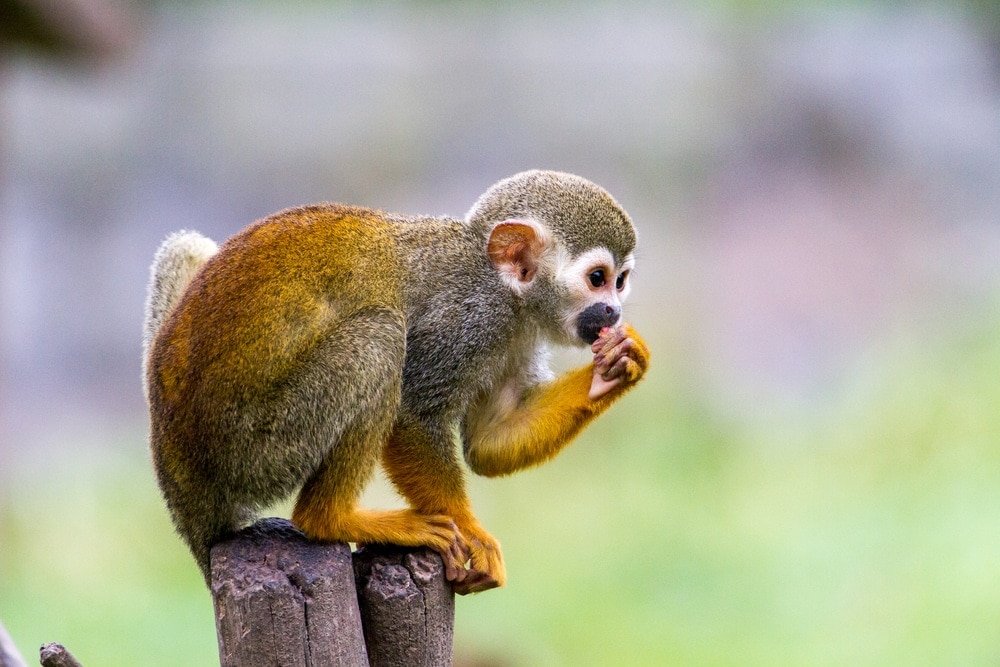 Common Squirrel Monkeys standing on a wood in Florida